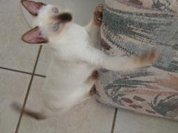 happy cats